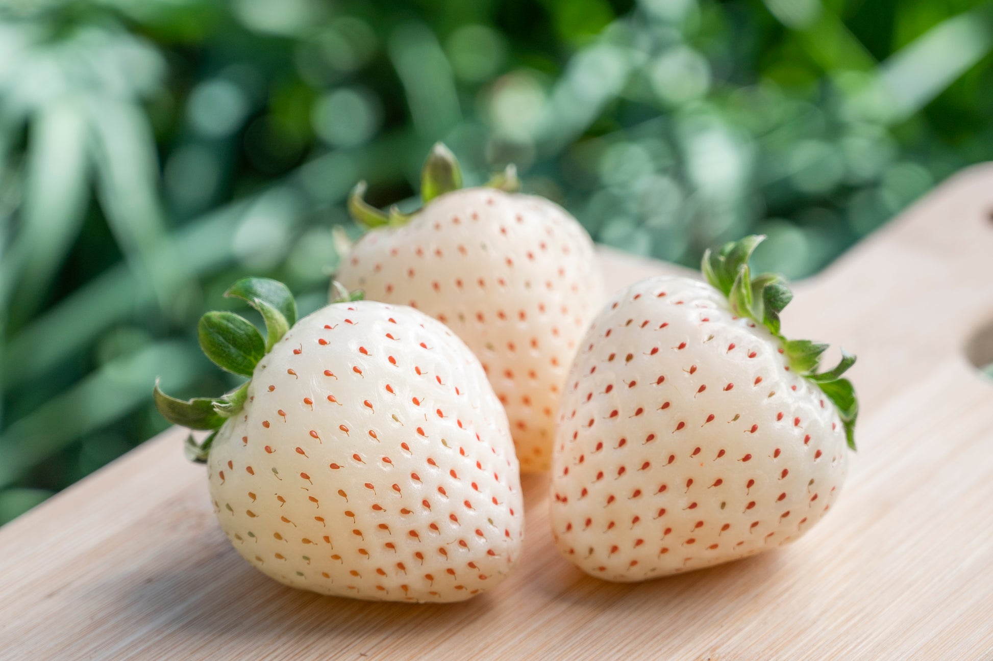 ogallala strawberry seeds 100 WHITE SOUL STRAWBERRY Fragaria Vesca Fruit Flower Berry Seeds – Seedville USA