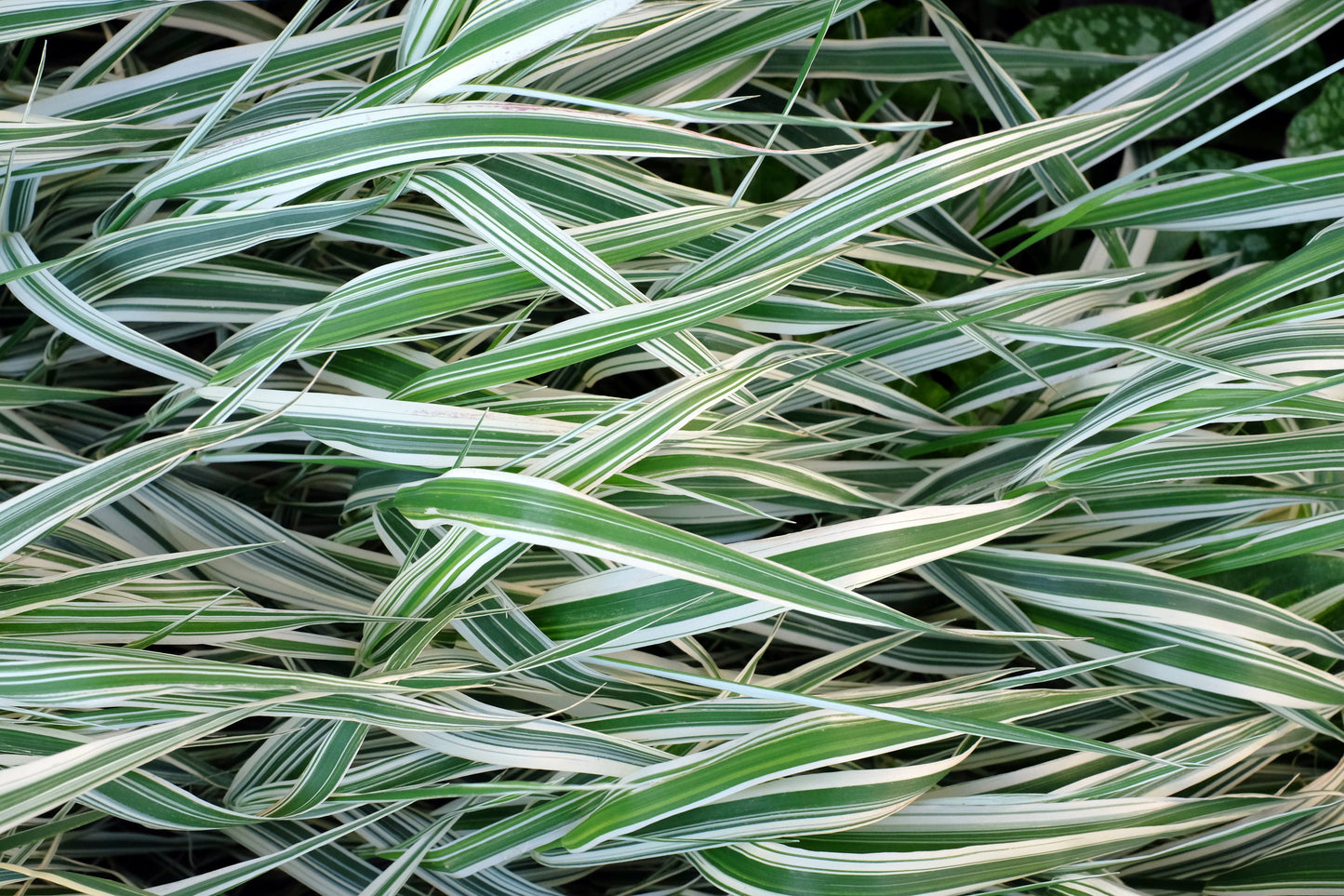 1000 Variegated RIBBON GRASS Reed Canary Phalaris Arundinacea Pink Flower Seeds