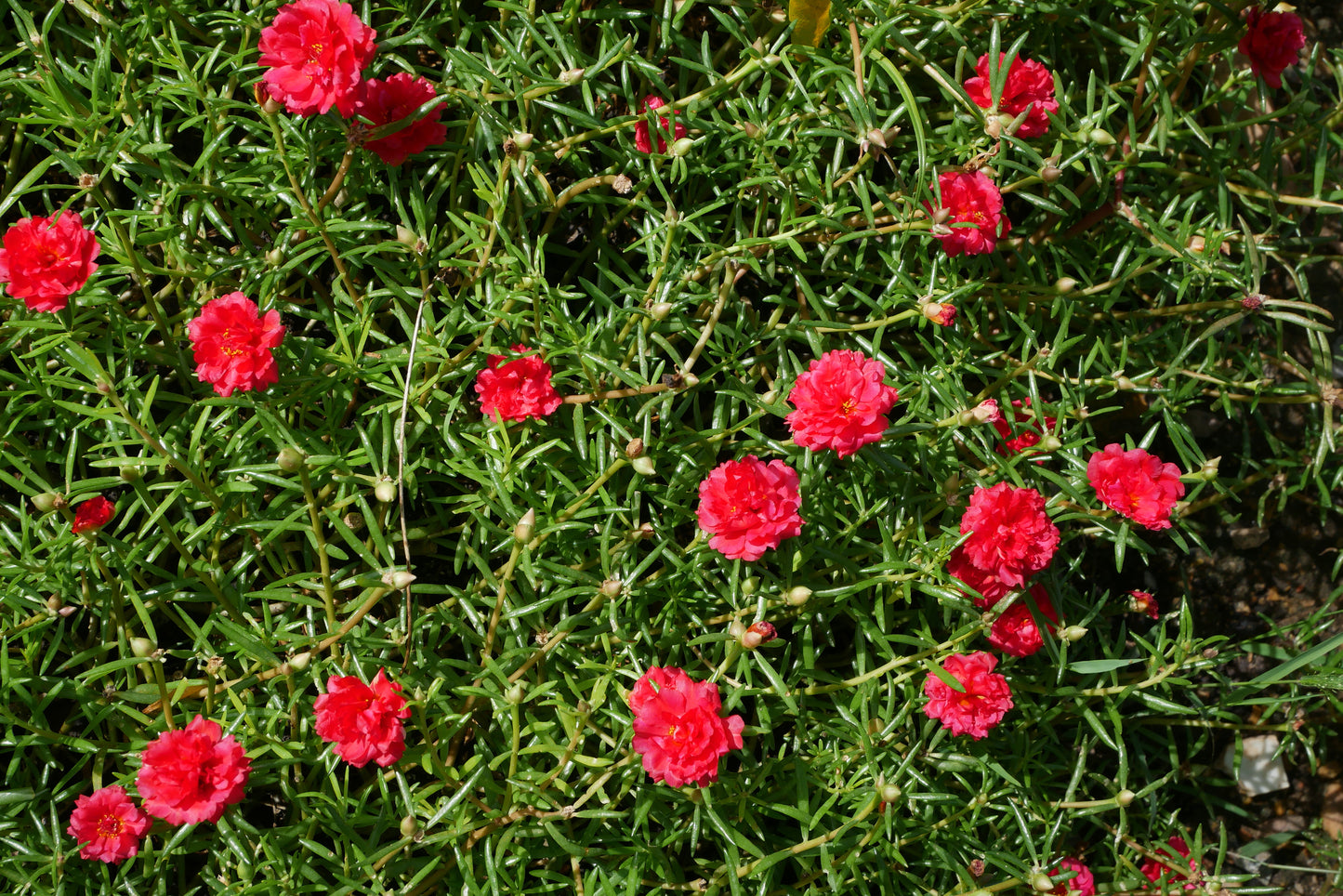 100 Red PORTULACA Grandiflora / MOSS ROSE Succulent Flower Seeds