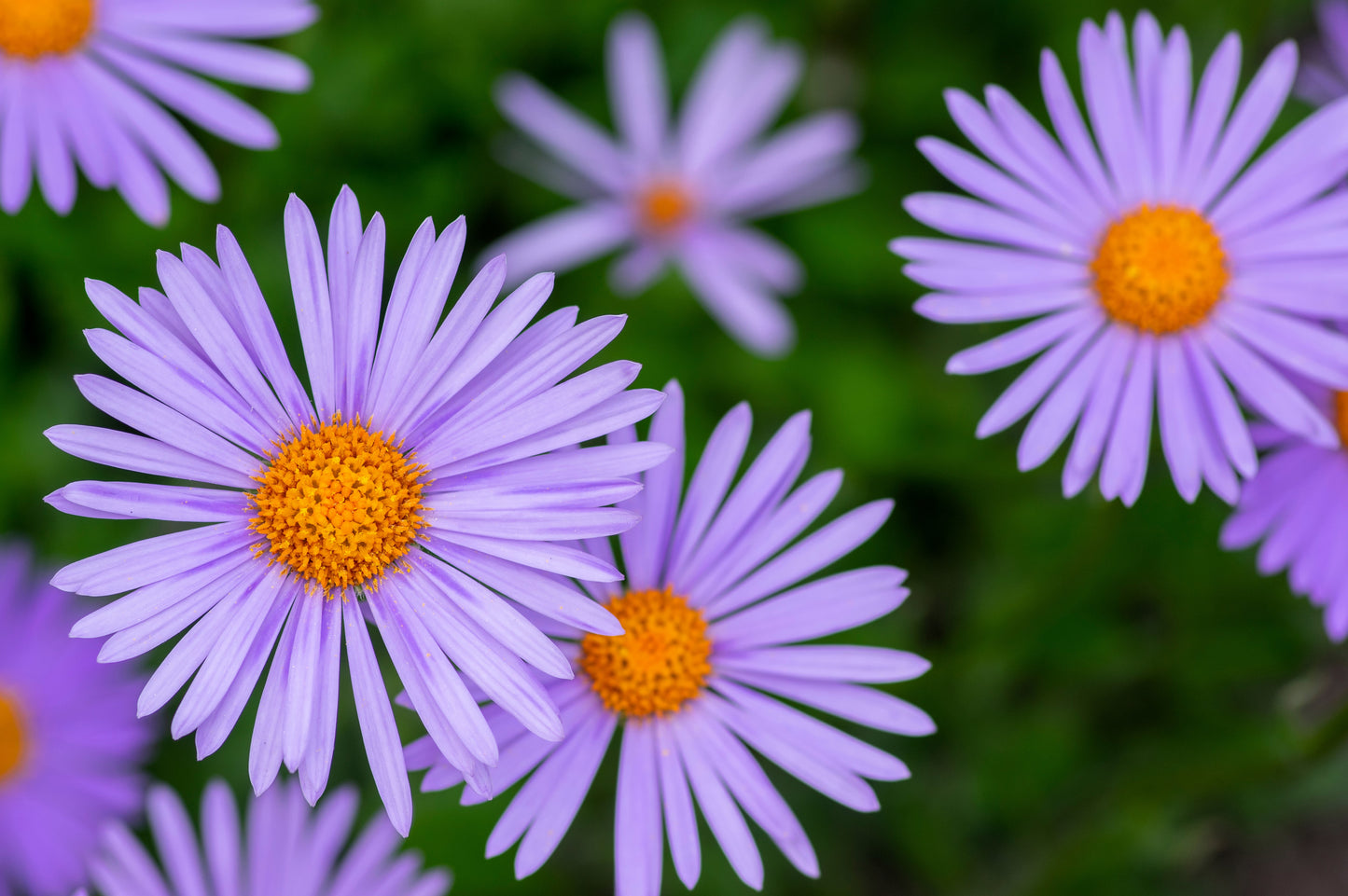 50 Blue EAST INDIES ASTER Tongolensis Flower Seeds