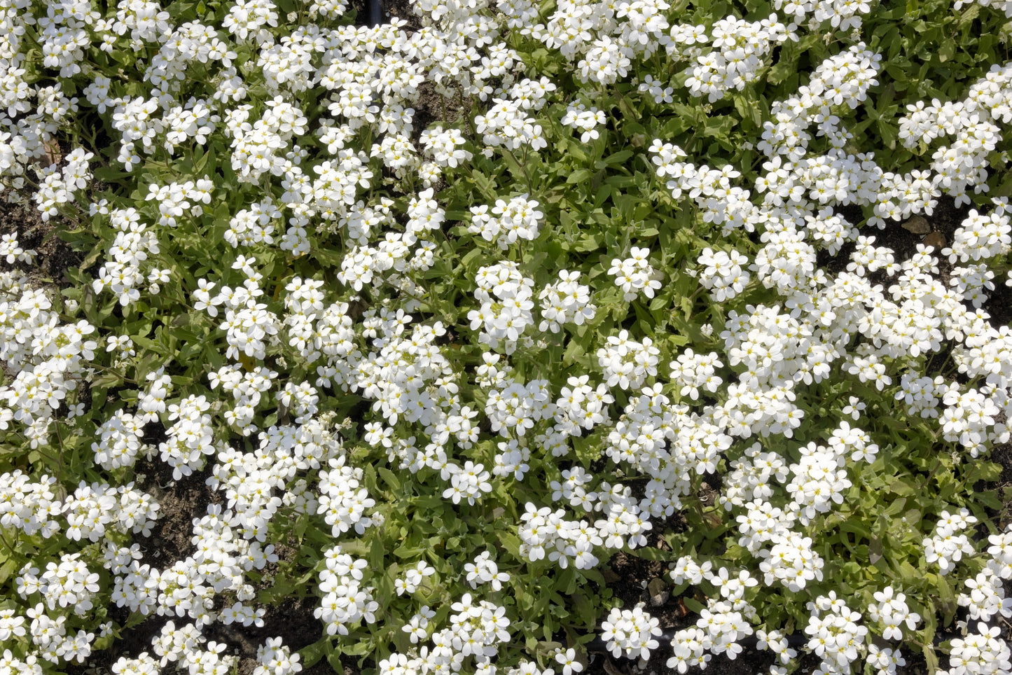 100 Victoria WHITE FORGET Me NOT Myosotis Alpestris Shade or Sun Flower Seeds