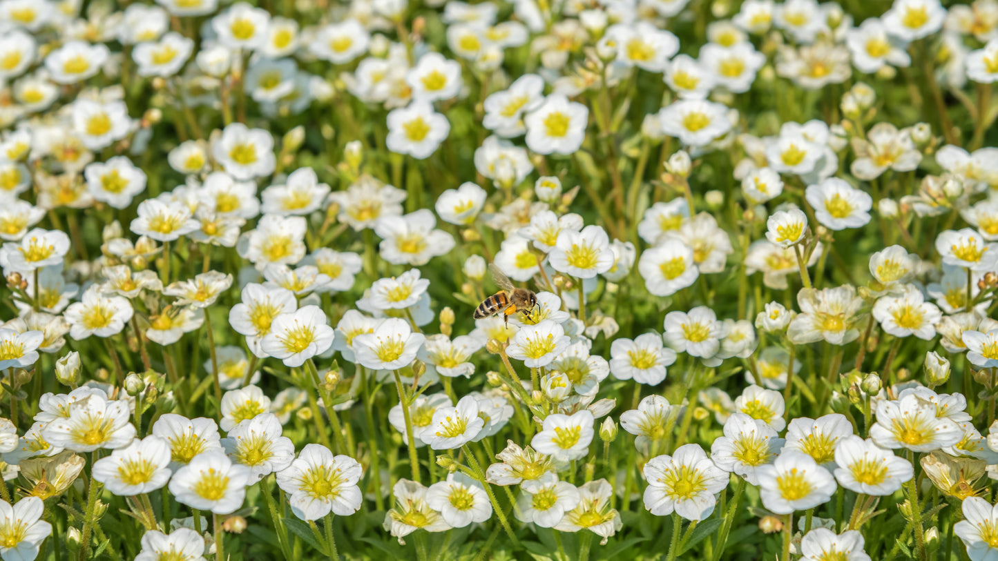 5 MADONNA ANEMONE Sylvestris White & Yellow Flower Seeds