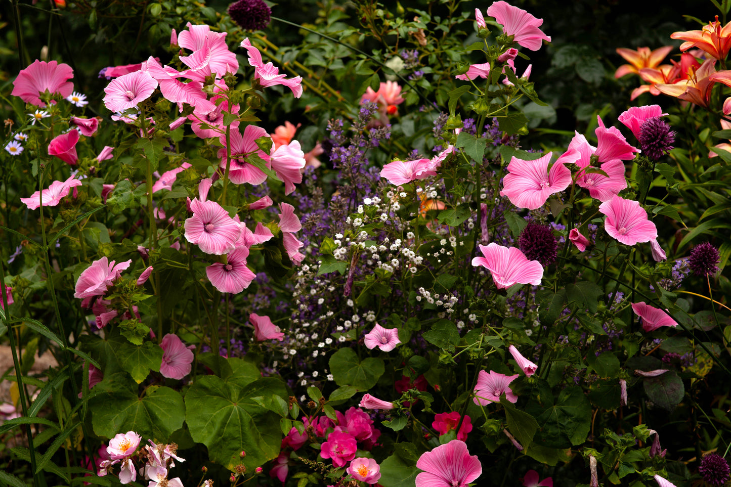 10 VULCAN MALOPE Trifida / Mallowwort / Mallow Flower Seeds