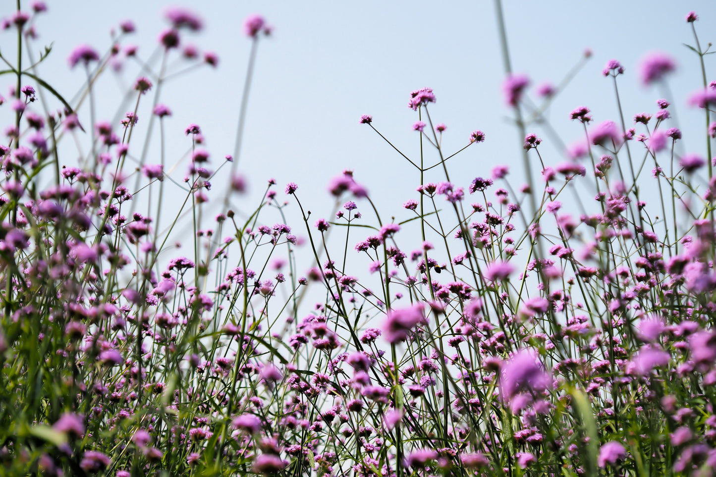 250 COMMON VERVAIN Verbena Officinalis European Herb Pink Purple Flower Seeds