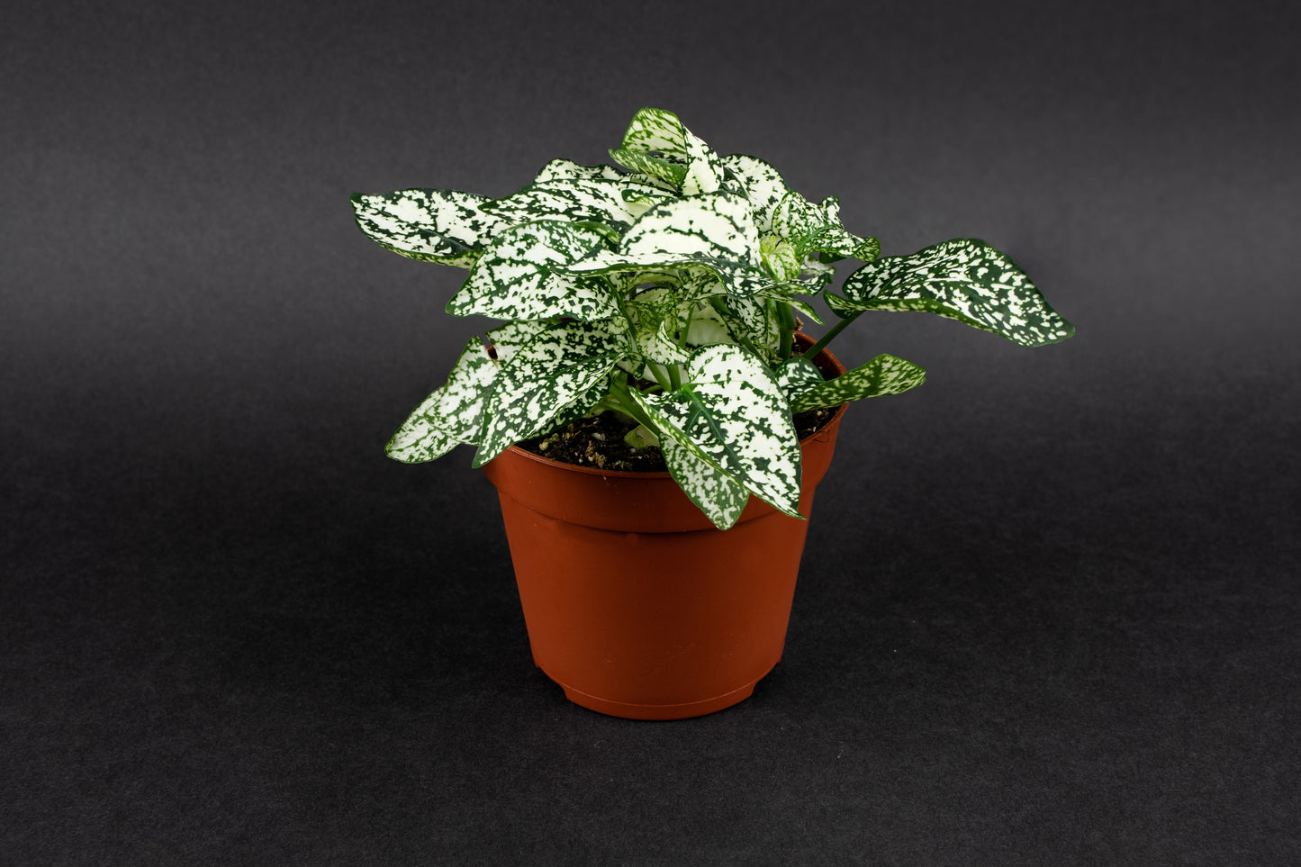 10 Dwarf WHITE POLKA DOT PLANT Splash Select Hypoestes Phyllostachya Flower Houseplant Seeds