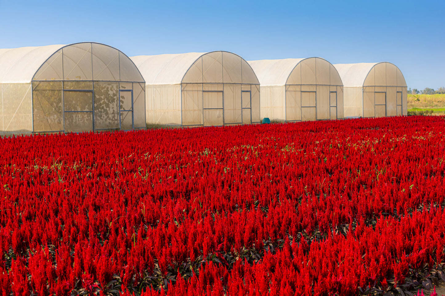 100 RED Forest Fire COCKSCOMB CELOSIA Plumosa Seeds