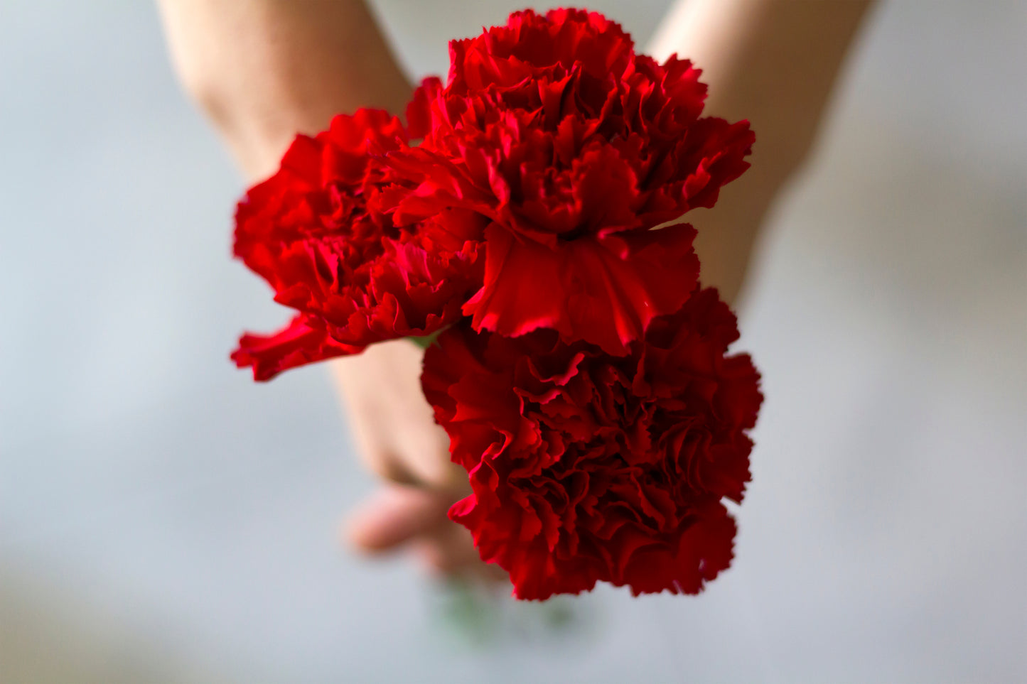 50 SCARLET RED CARNATION Dianthus Caryophyllus Grenadin Double Flower Seeds