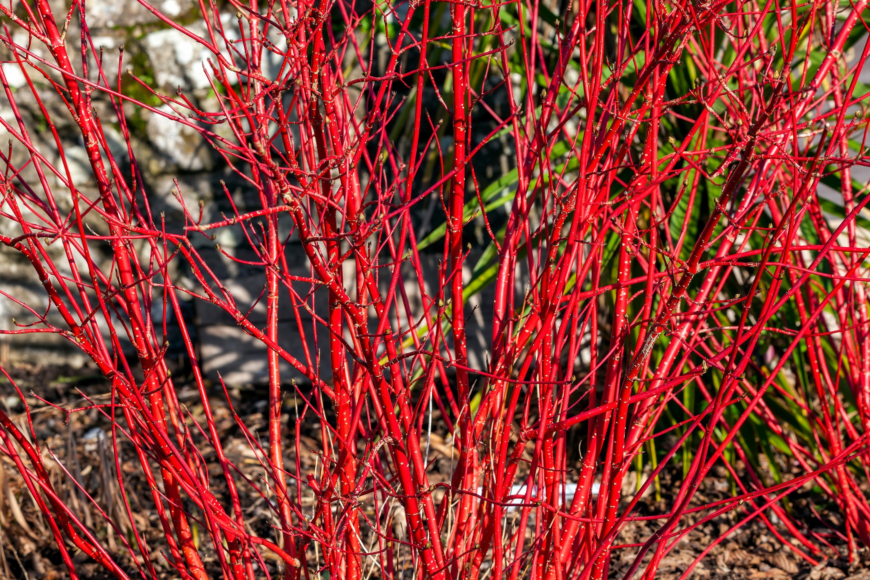 Red Tree Seeds Tree & Shrub Seeds – Page 5 – Seedville USA