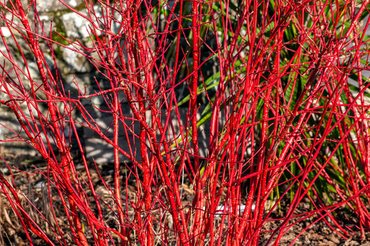 20 RED TWIG DOGWOOD American Red Osier Shrub White Flower Cornus Sericea Seeds