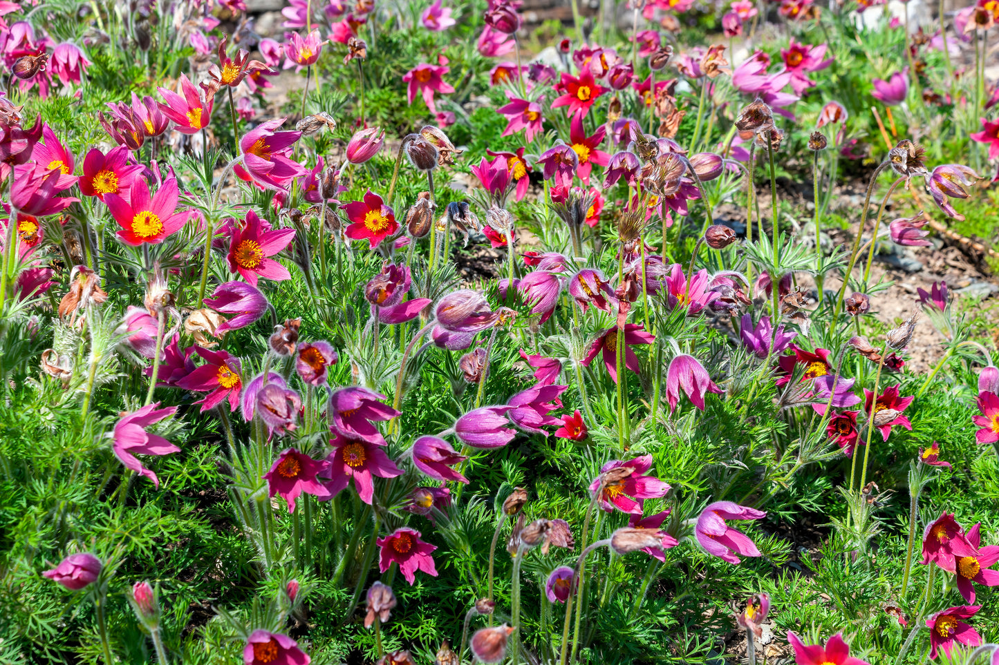 10 RED ANEMONE Pulsatilla Vulgaris PASQUE Flower Seeds