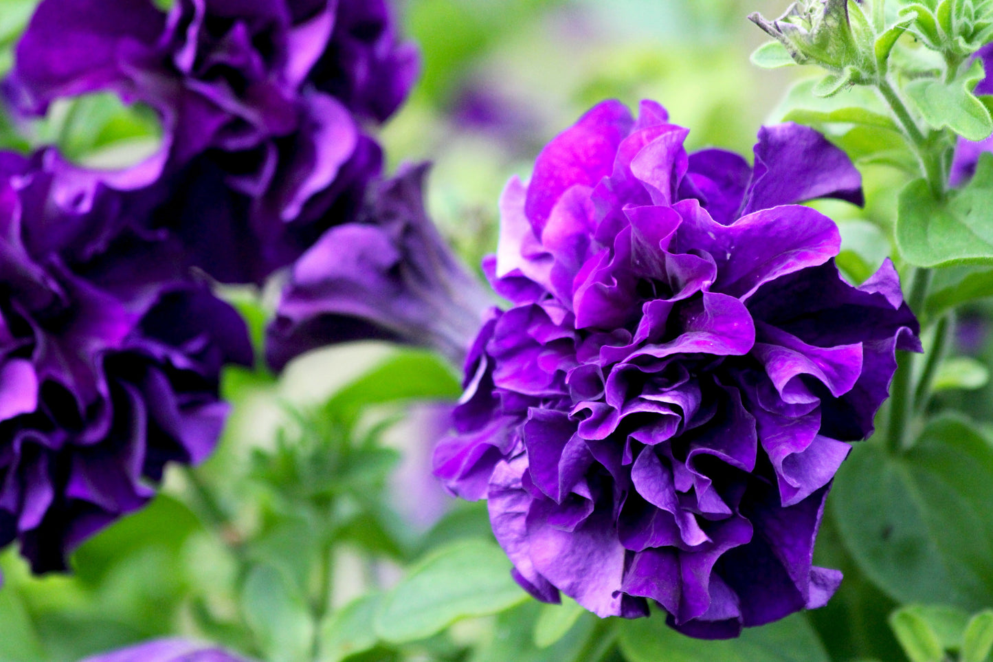 20 DOUBLE MIX PETUNIA Floribunda Red Pink Purple Flower Seeds