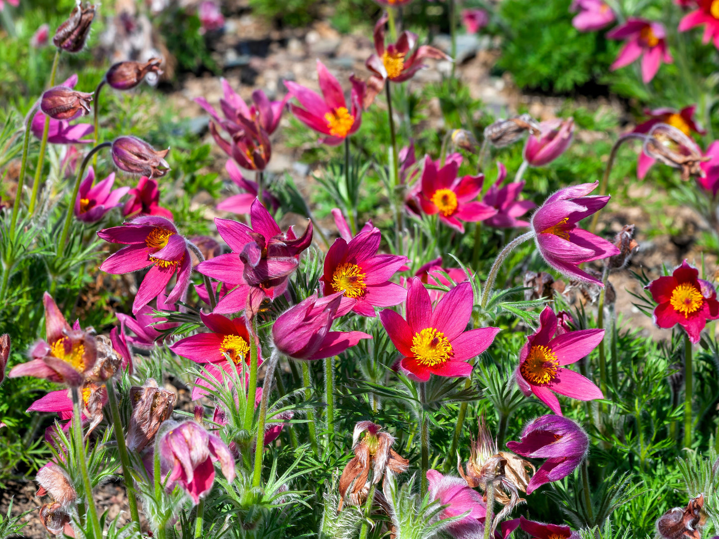 10 RED ANEMONE Pulsatilla Vulgaris PASQUE Flower Seeds