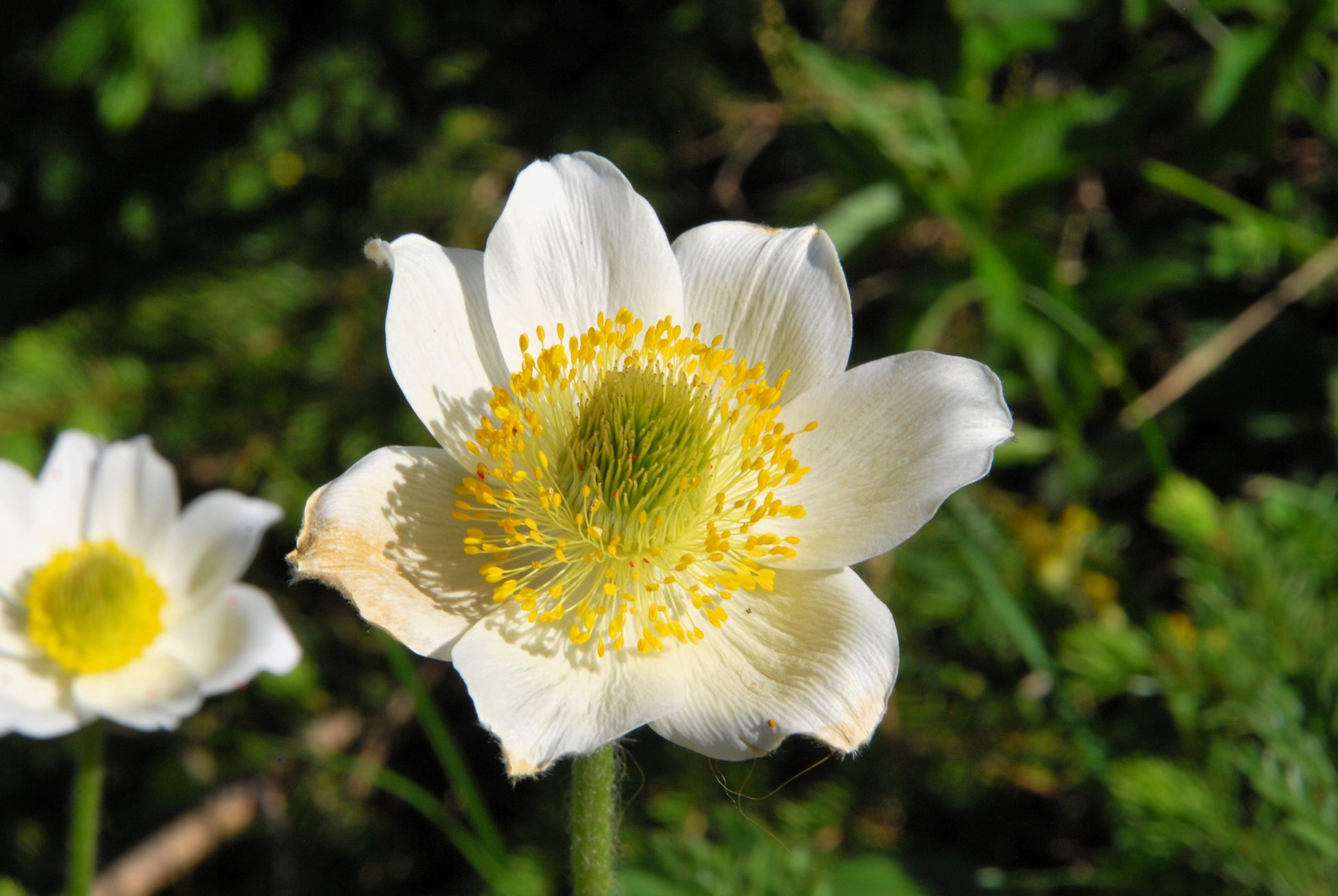 white anemone flower seeds 25 WHITE ANEMONE Pulsatilla Vulgaris PASQUE flower Seeds – Seedville USA