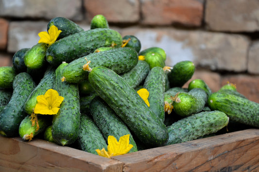 200 NATIONAL PICKLING CUCUMBER Fruit Cucumis Sativus Seeds