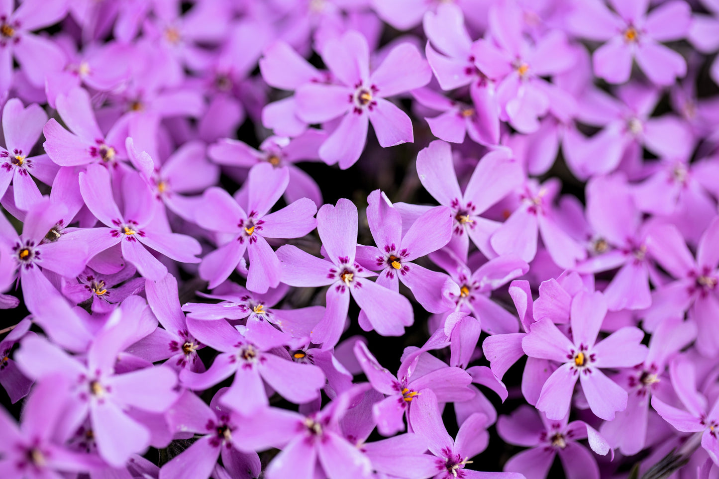 20 PRAIRIE PHLOX Pilosa Mixed Colors Pink Purple White Native Flower Seeds