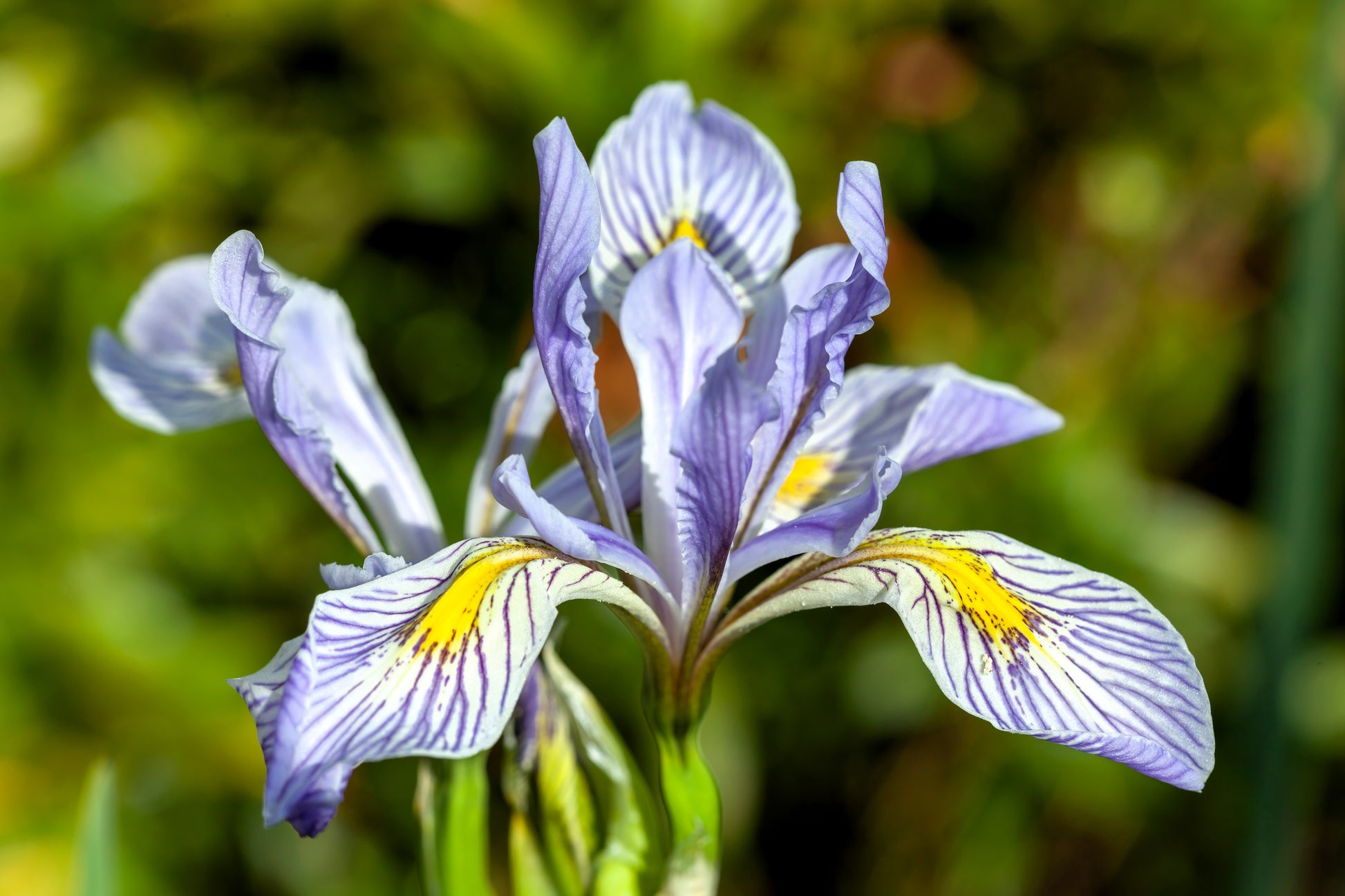 wild flower seeds missouri 50 MISSOURI IRIS Missouriensis Rocky Mountain Blue Purple Yellow Flowe – Seedville USA