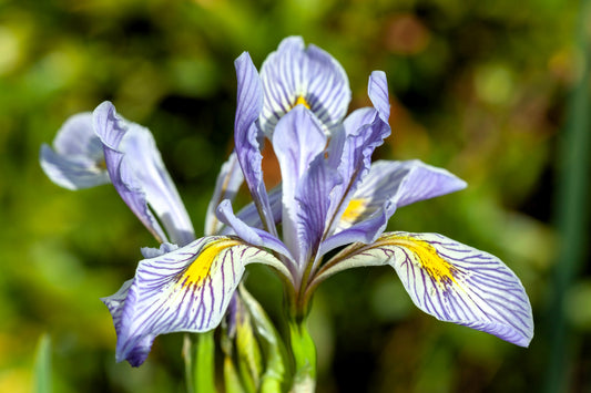 50 MISSOURI IRIS Missouriensis Rocky Mountain Blue Purple Yellow Flower Seeds