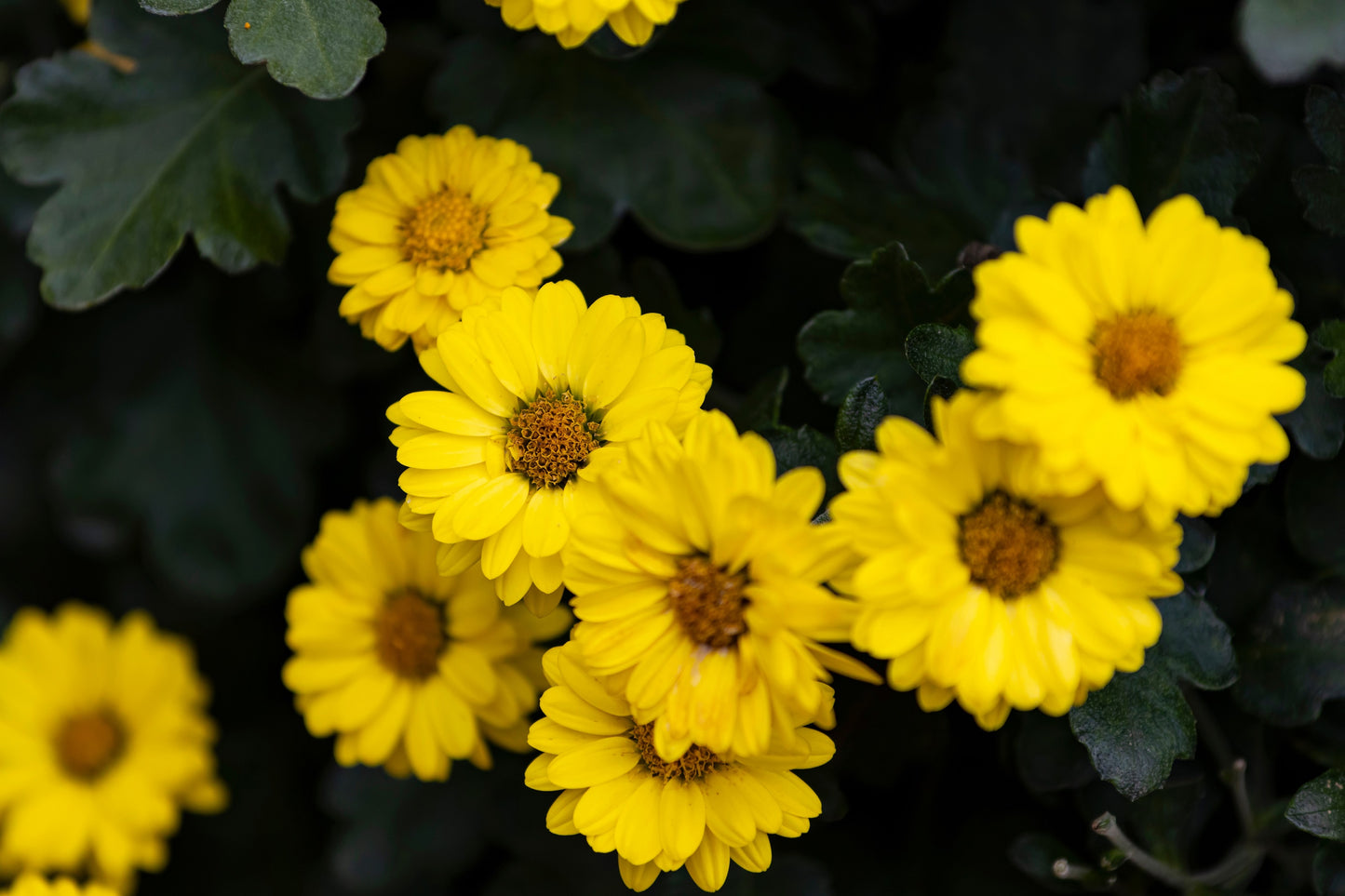 100 HAIRY GOLDEN ASTER Chrysopsis Heterotheca Villosa Herb Yellow Flower Seeds