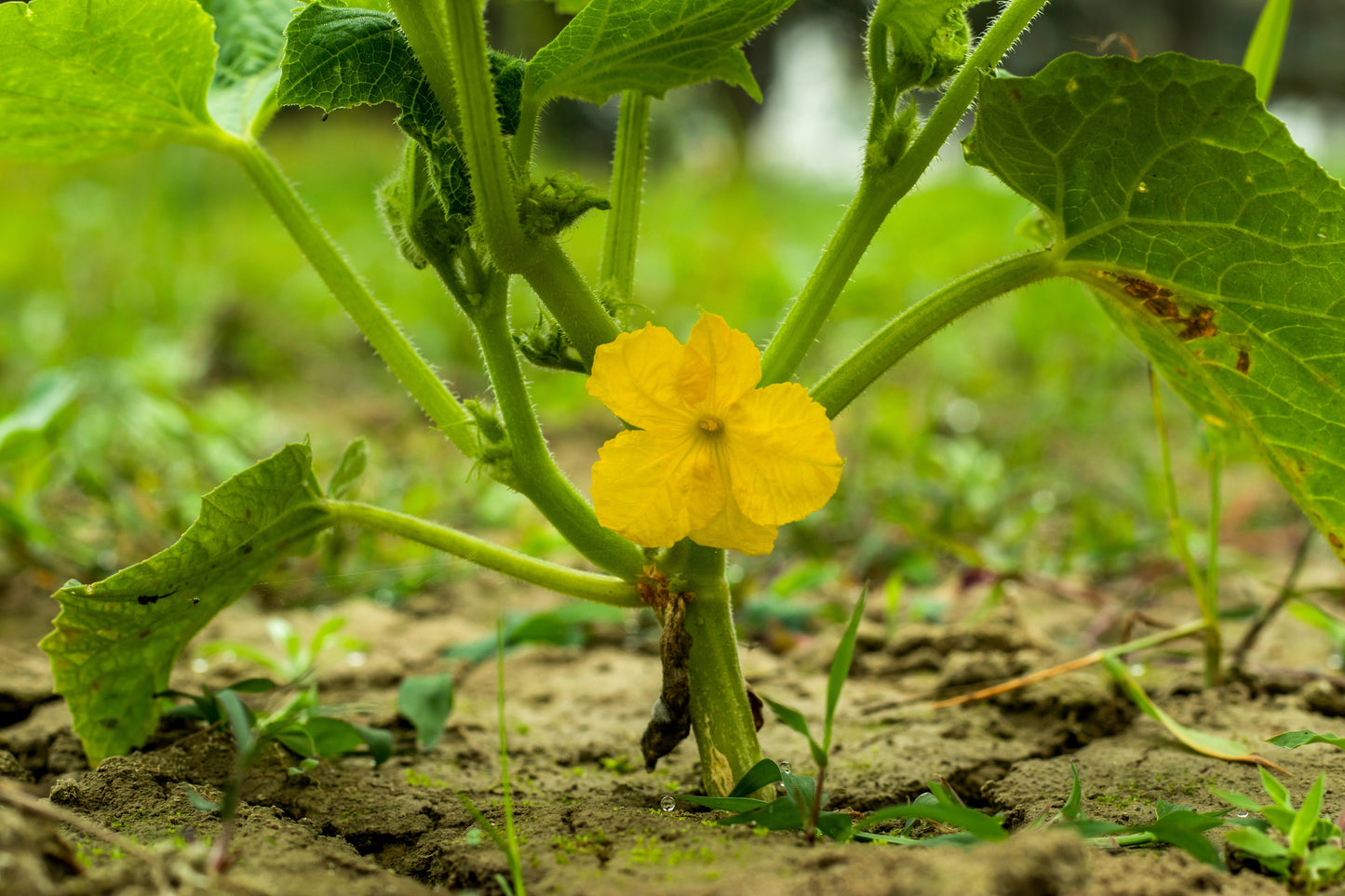 50 BANANA CANTALOUPE Melon Fruit Cucumis Melo Seeds