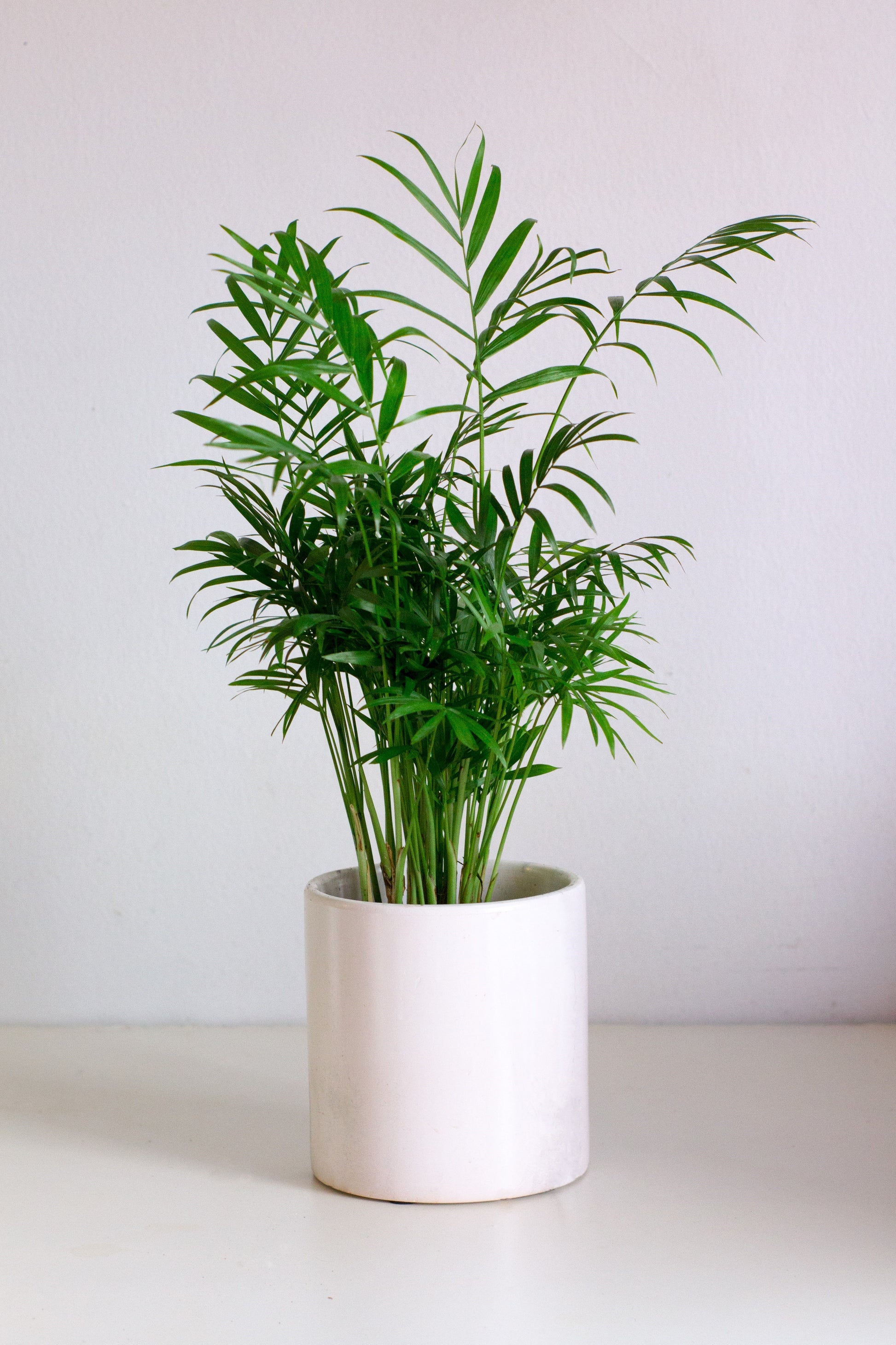 parlor palm botanical name 15 PARLOR PALM Neanthe Bella Palm Chamaedorea Elegans Tree Houseplant Seeds