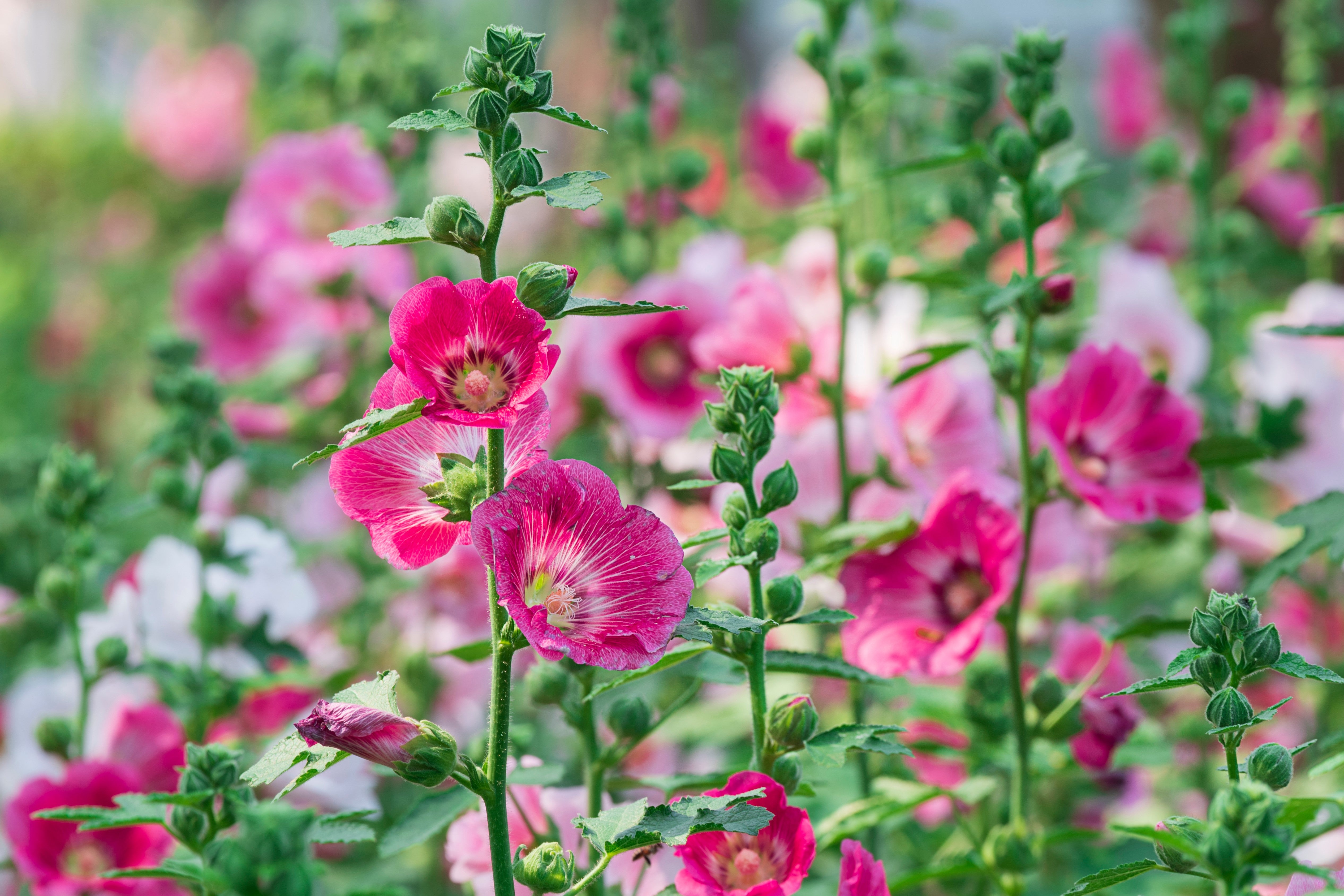 Seedville Hollyhock Alcea Rosea Perennial Flower Seeds - Thumbnail 2