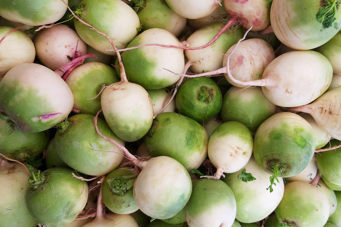 300 WATERMELON RADISH Beauty Heart Raphanus Sativus Pink White Vegetable Seeds