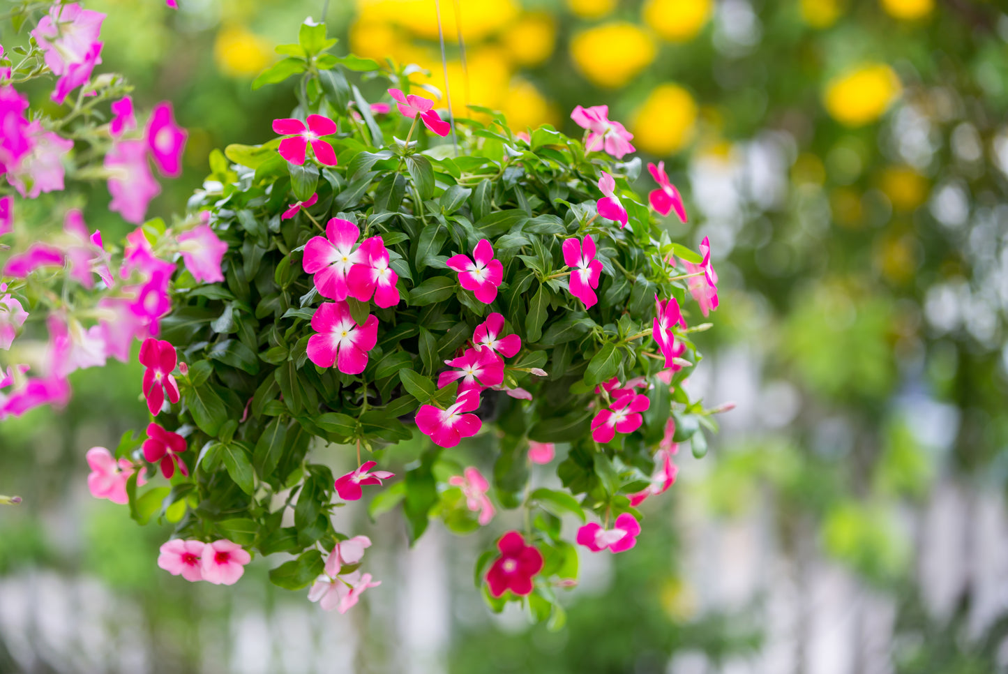 100 Pink DWARF ROSE PERIWINKLE / Vinca Rosea Flower Seeds