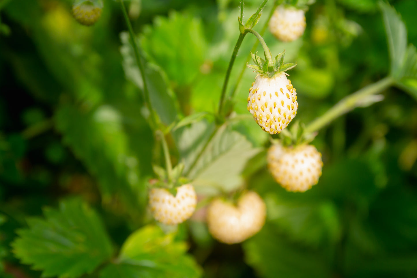 20 ' PINEAPPLE CRUSH ' STRAWBERRY Everbearing Fragaria Vesca Alpine White Yellow Berry Seeds