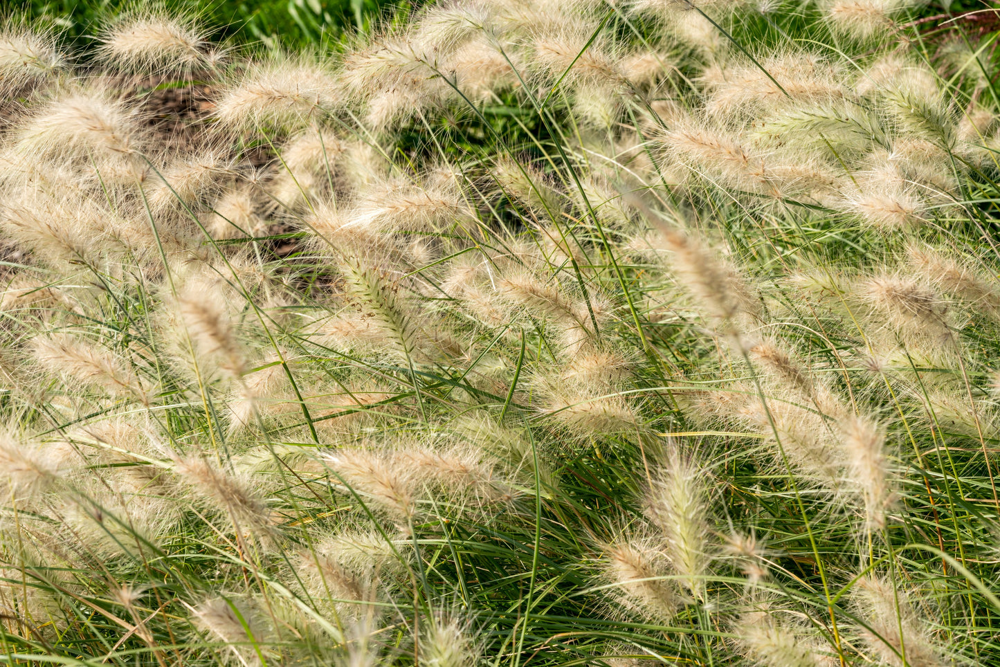 30 WHITE FOUNTAIN GRASS Pennisetum Villosum Ornamental Flower Seeds