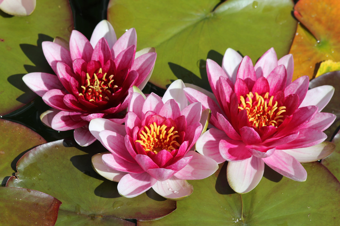 3 Organic Mixed Colors LOTUS Nelumbo Nucifera Pond Water Lily Lilypad Blue Red Flower Large Seeds