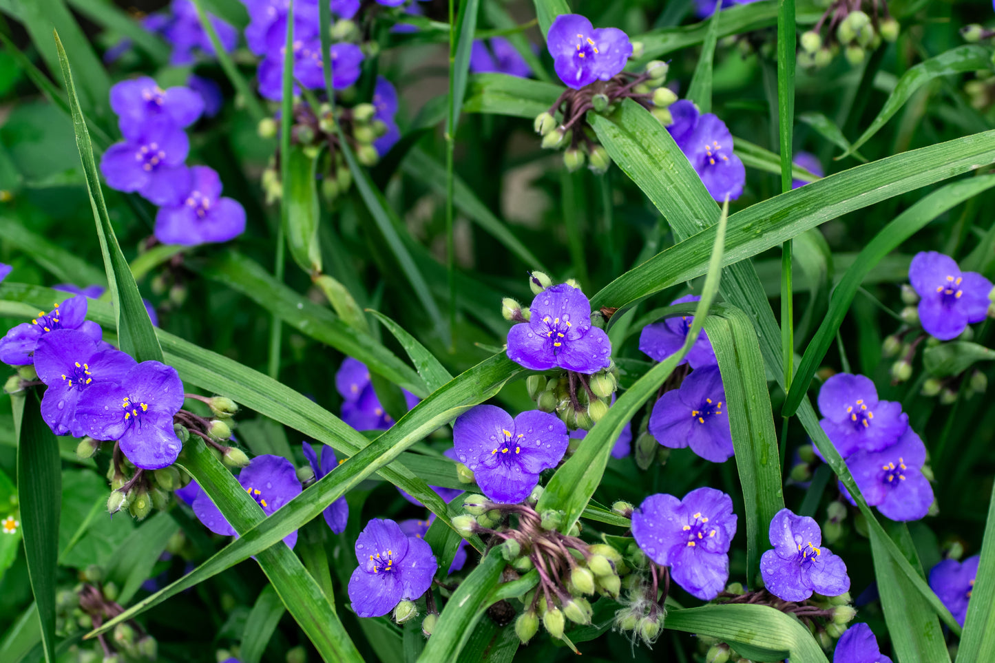 100 Purple OHIO SPIDERWORT (Widows Tears / Bluejacket) Tradescantia Ohiensis Flower Seeds