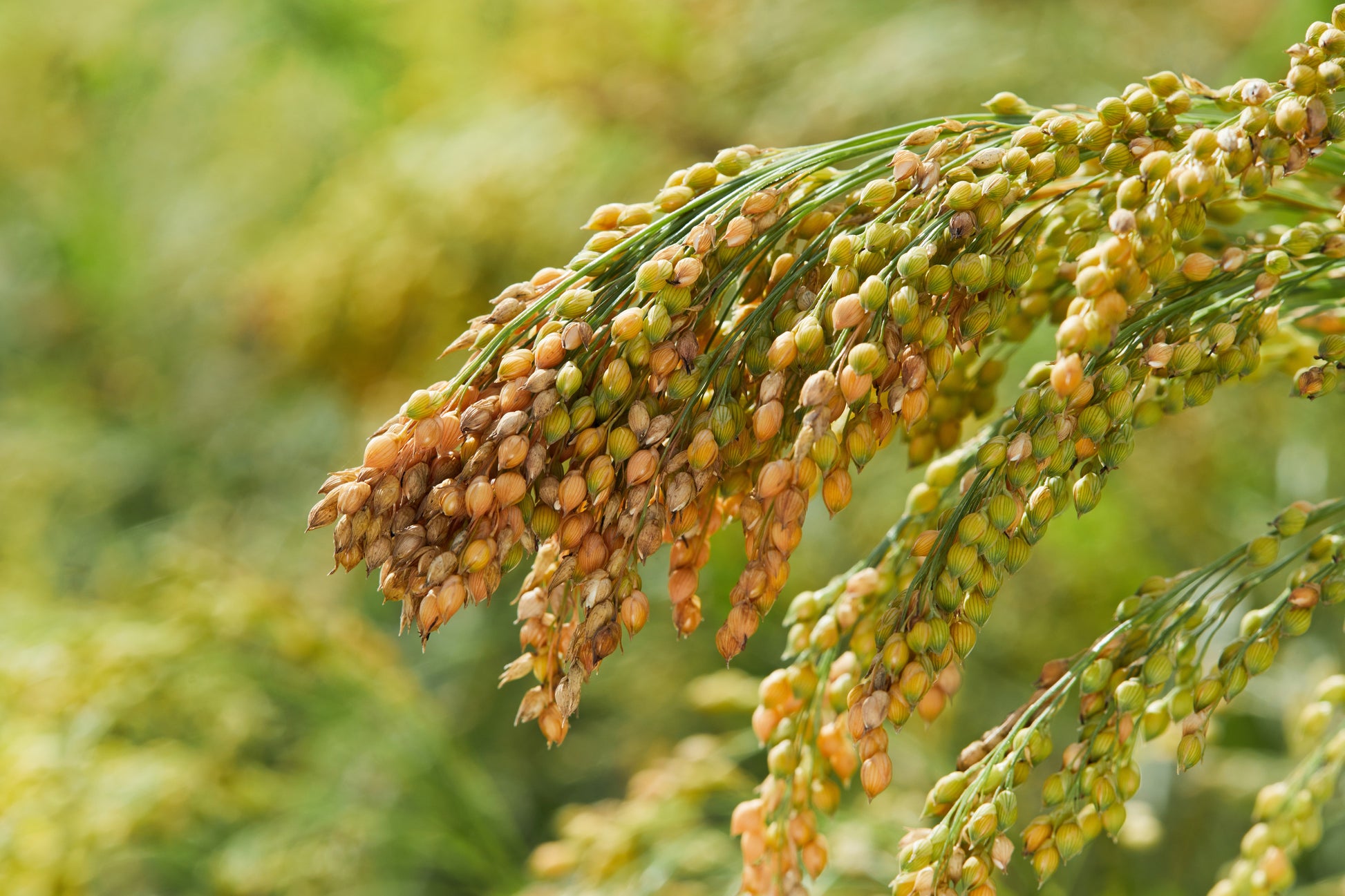 proso millet herbicide 200 PROSO MILLET White Common Panicum Miliaceum Ornamental Grass Veget – Seedville USA