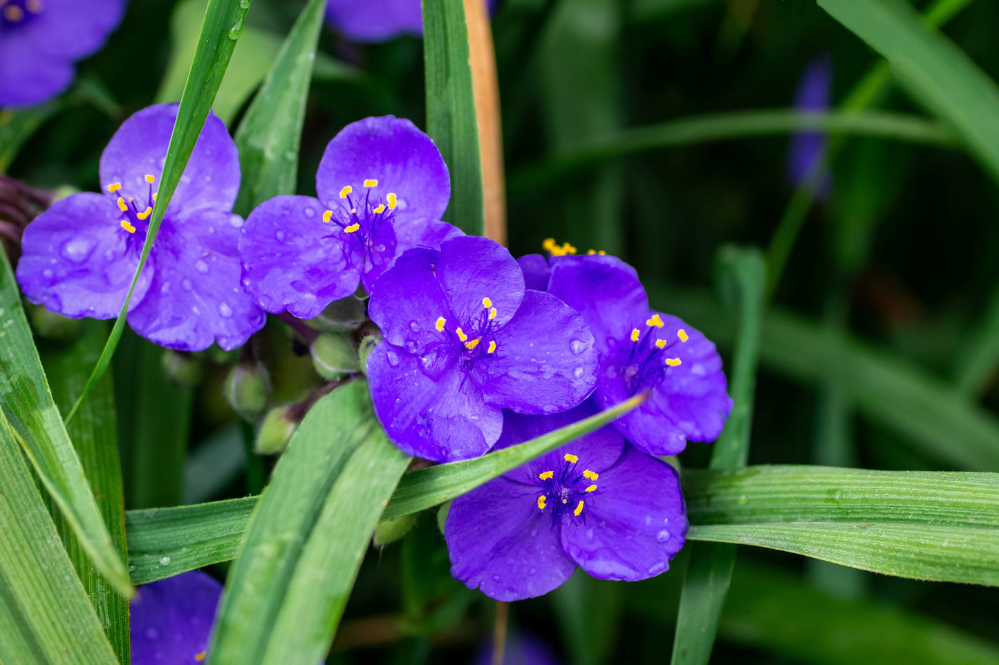 100 Purple OHIO SPIDERWORT (Widows Tears / Bluejacket) Tradescantia Ohiensis Flower Seeds