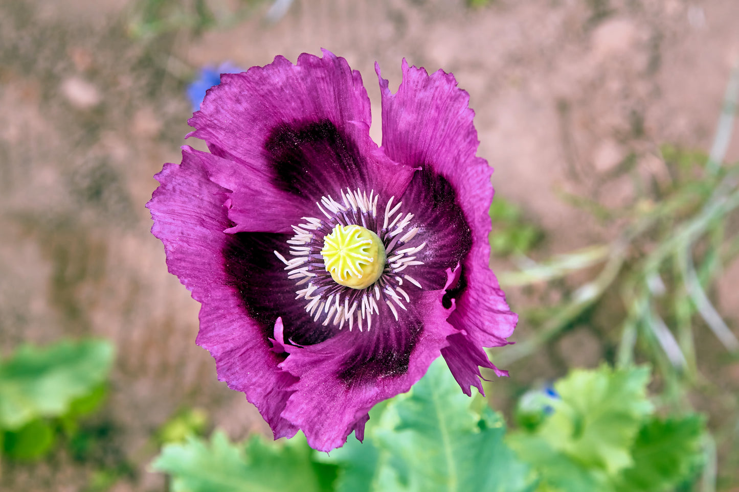 400 PERSIAN BLUE POPPY Papaver Somniferum Flower Seeds