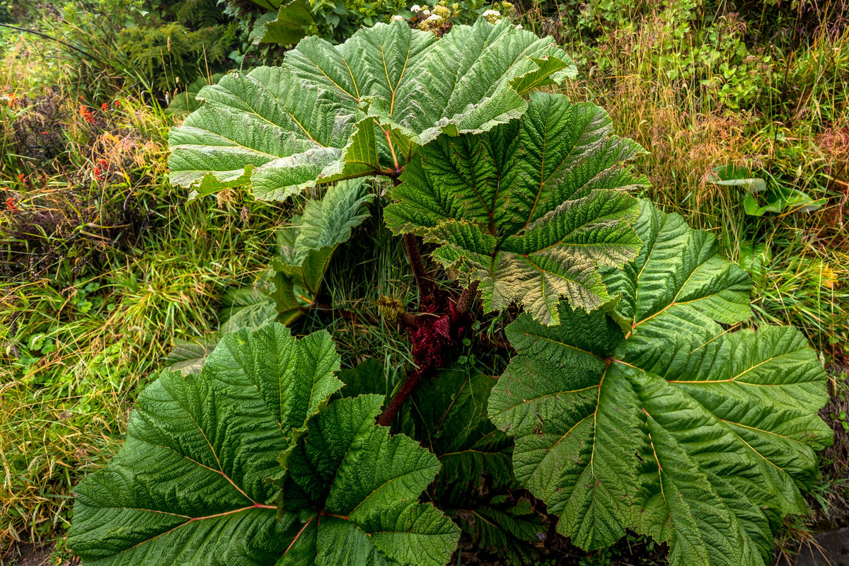 10 GUNNERA INSIGNIS Giant Rhubarb (Leaves up to 6' Wide, Red Flower Sp ...