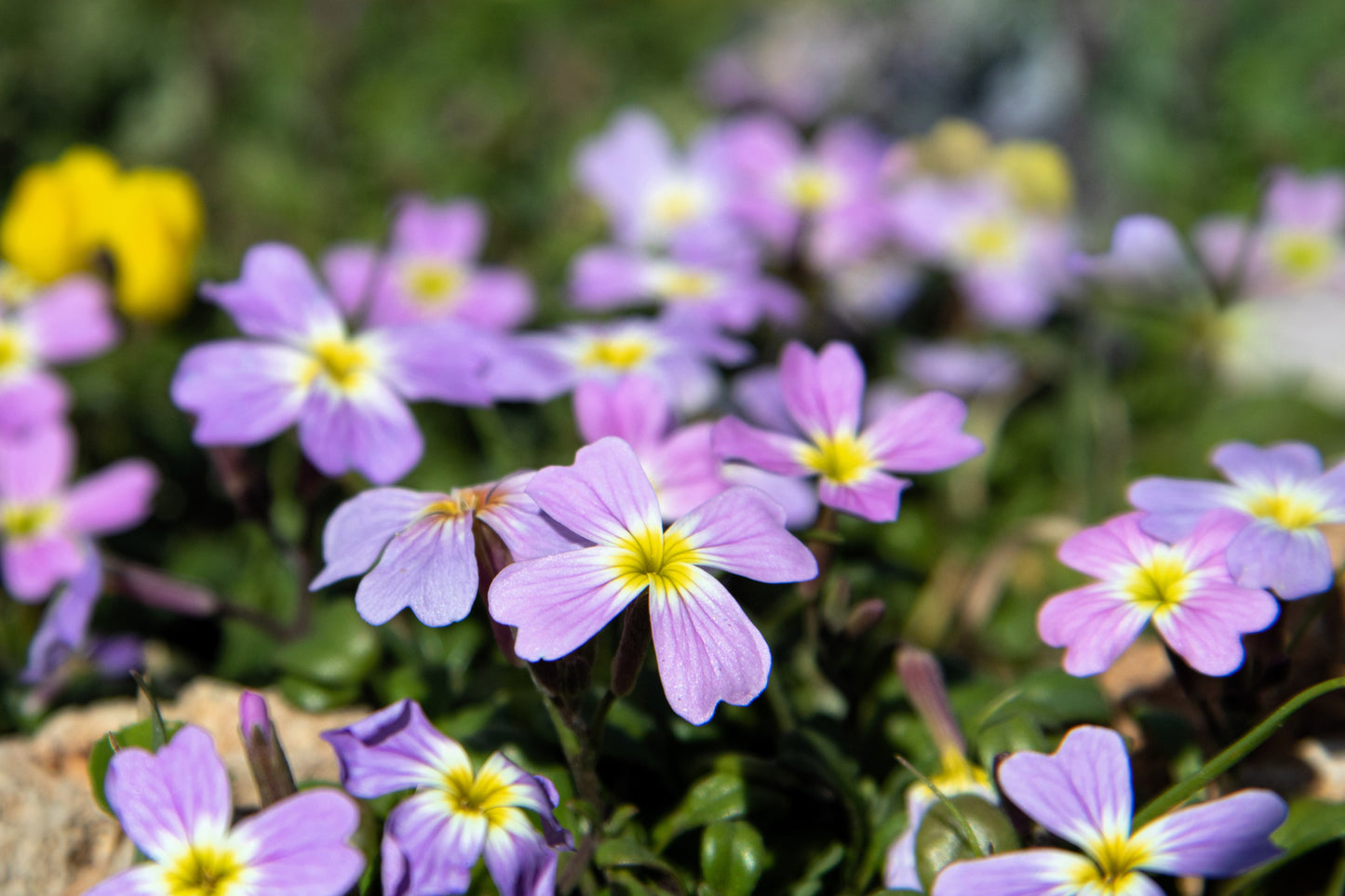 4000 VIRGINIA STOCK Malcolmia Maritima Flower Seeds