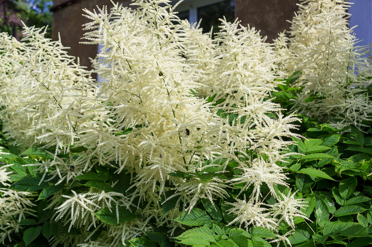 50 WHITE GOATS BEARD (like Astilbe) Aruncus Dioicus Flower Seeds