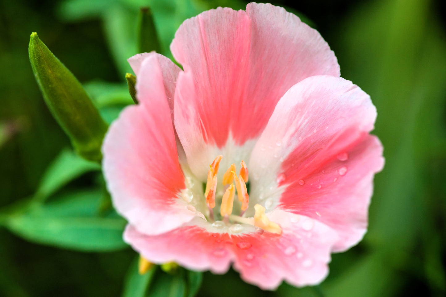 500 DOUBLE DEUCES GODETIA Grandiflora Clarkia Amoena Mixed Colors & Bicolor Flower Seeds
