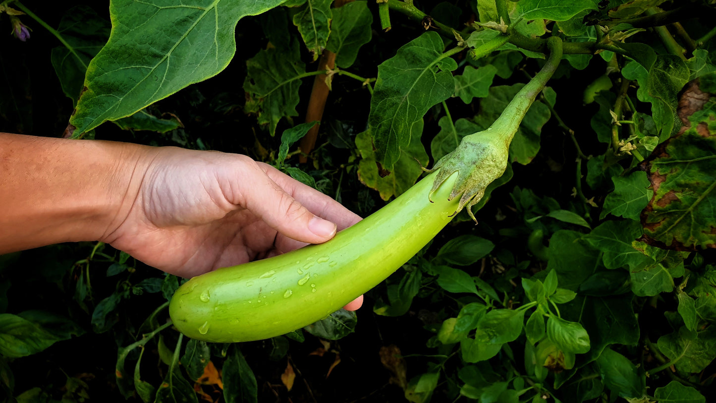 25 Louisiana LONG GREEN EGGPLANT Solanum Melongena Fruit Vegetable Seeds