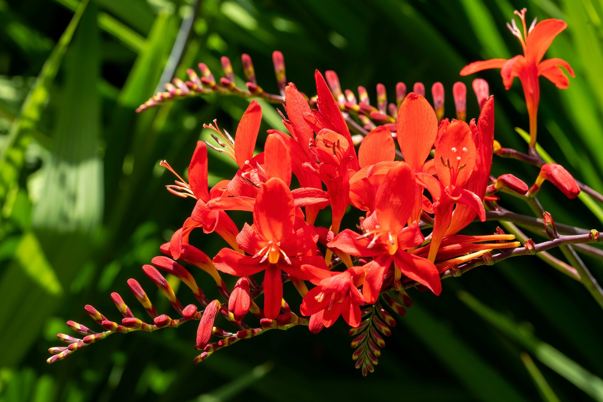 lucifer plant seeds 10 RED LUCIFER CROCOSMIA Crocosmia Masoniorum Flower Seeds