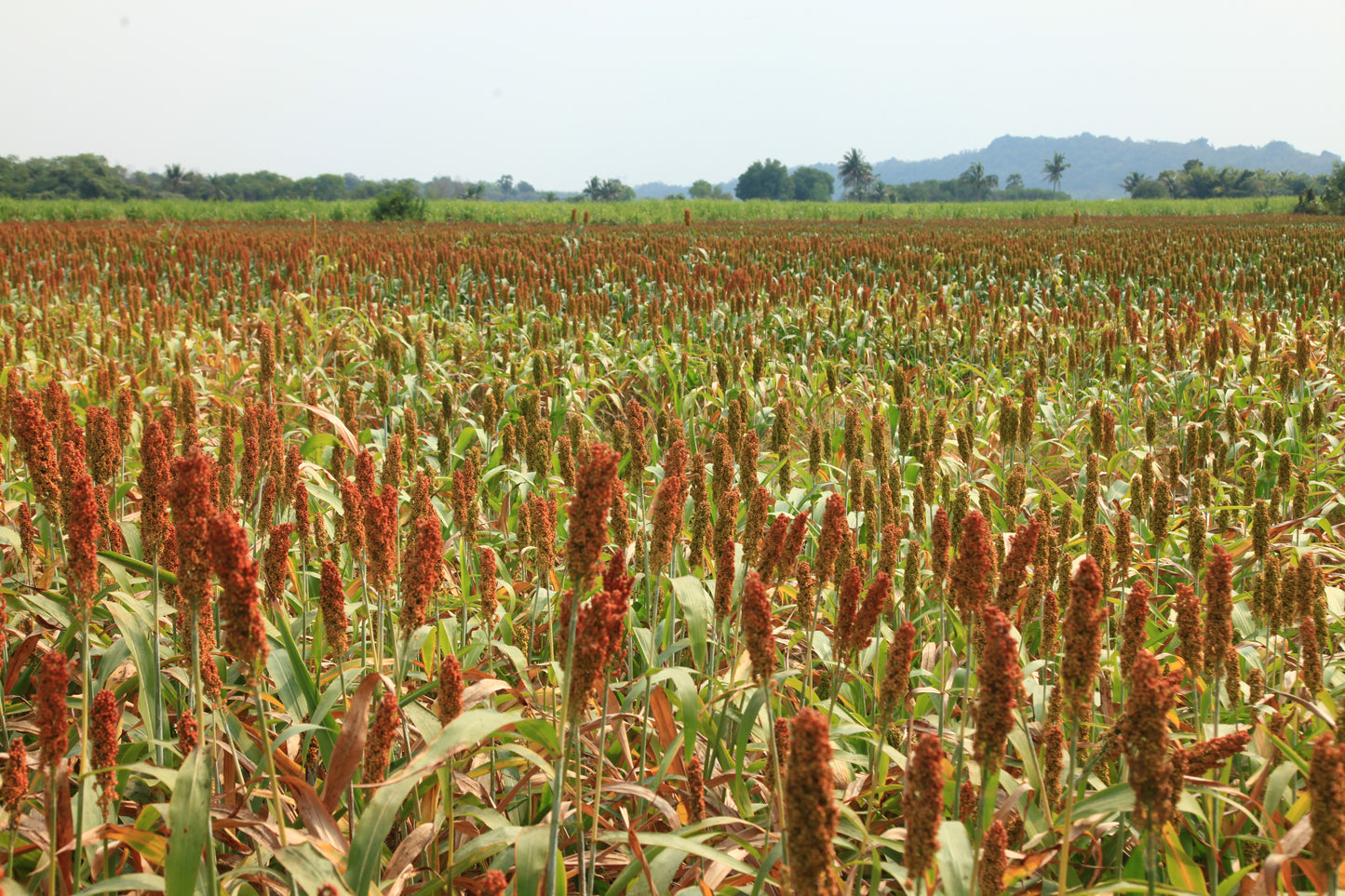 50 M81E SORGHUM Light Amber Syrup Bicolor Vegetable Grain Seeds