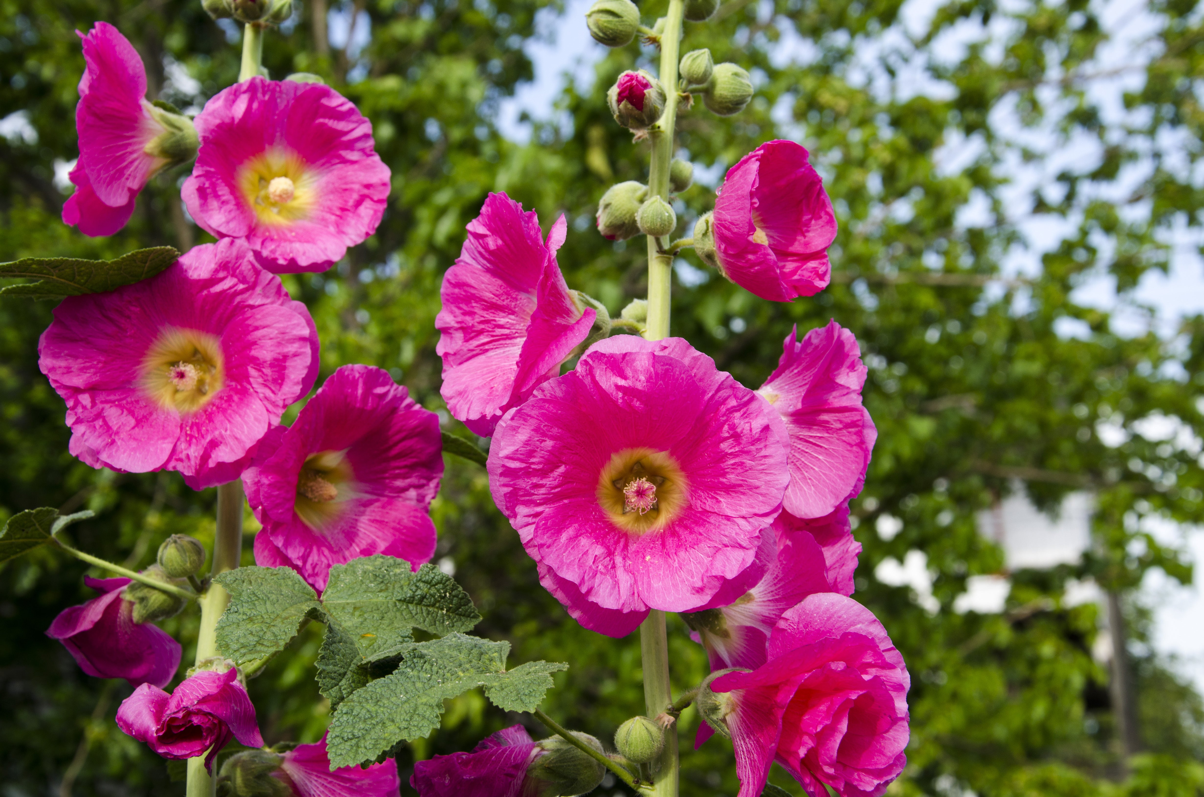 Seedville Hollyhock Alcea Rosea Perennial Flower Seeds - Thumbnail 4