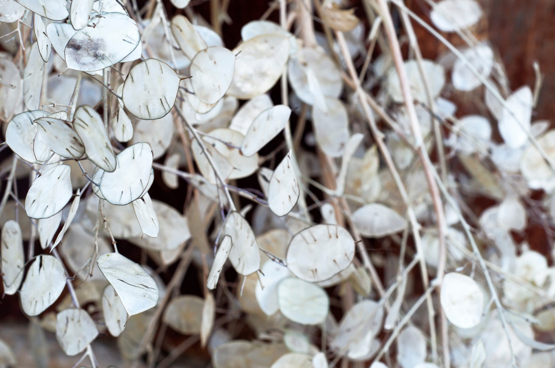100 LUNARIA Biennis ( MONEY PLANT / Silver Dollar / Honesty / Moonwort –  Seedville USA