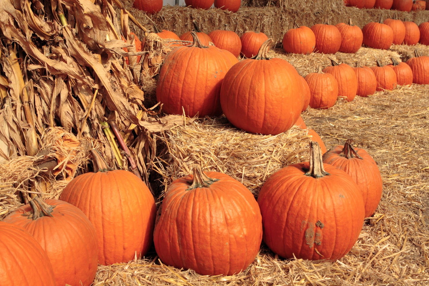 50 CONNECTICUT FIELD PUMPKIN Big Tom Orange Yankee Cucurbita Pepo Vegetable Seeds