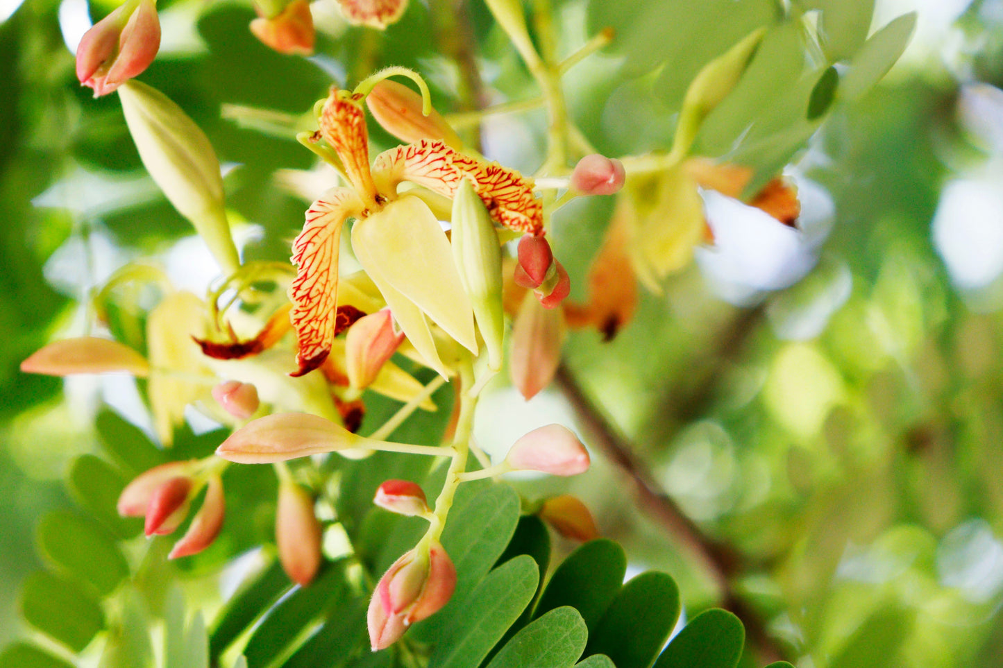 5 TAMARIND FRUIT TREE Tamarindus Indica Bean Pod Legume Seeds