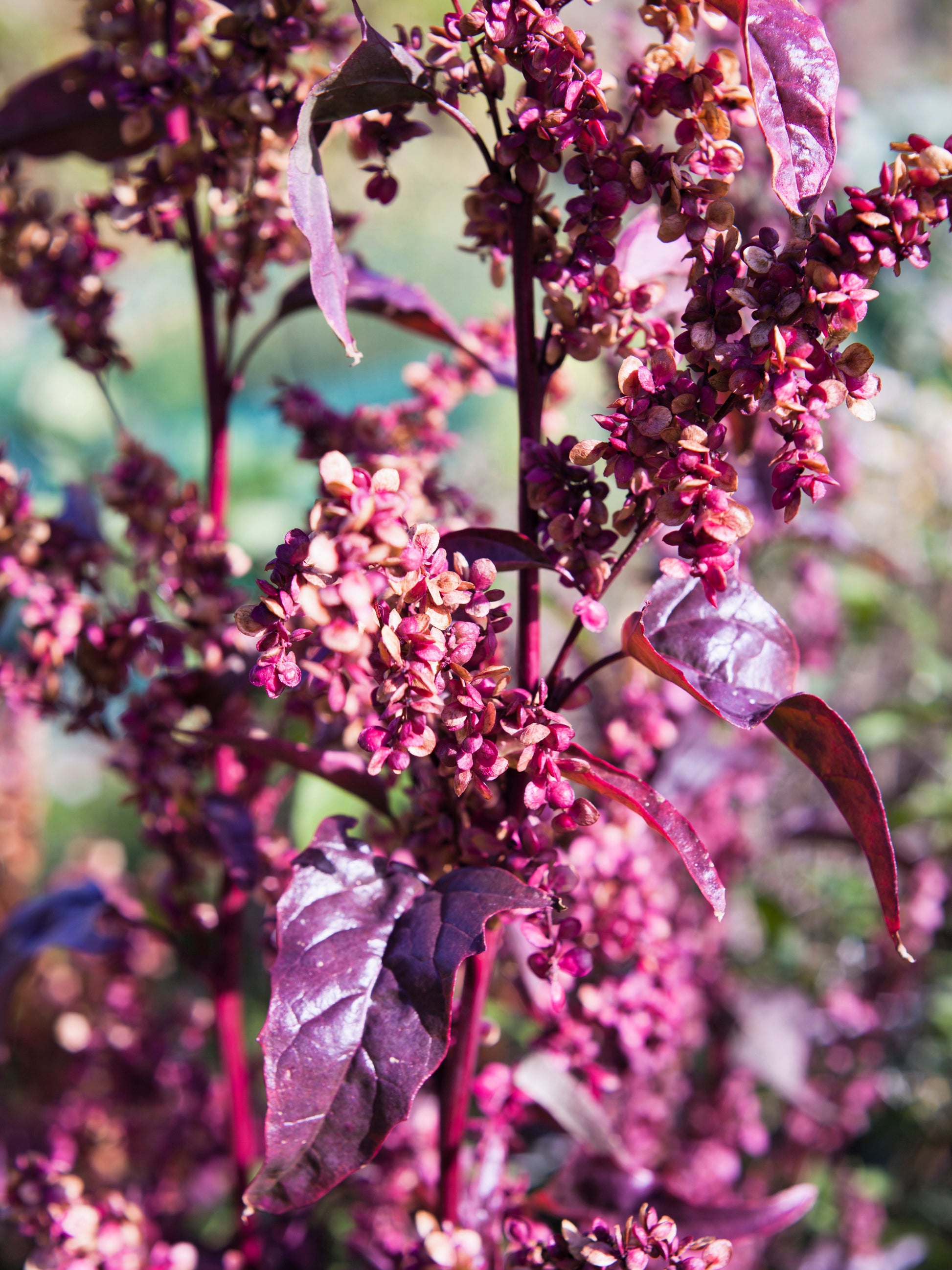goosefoot plant seeds 100 GIANT GOOSEFOOT Chenopodium Giganteum Purple Magenta Spreen Vegetable Seeds
