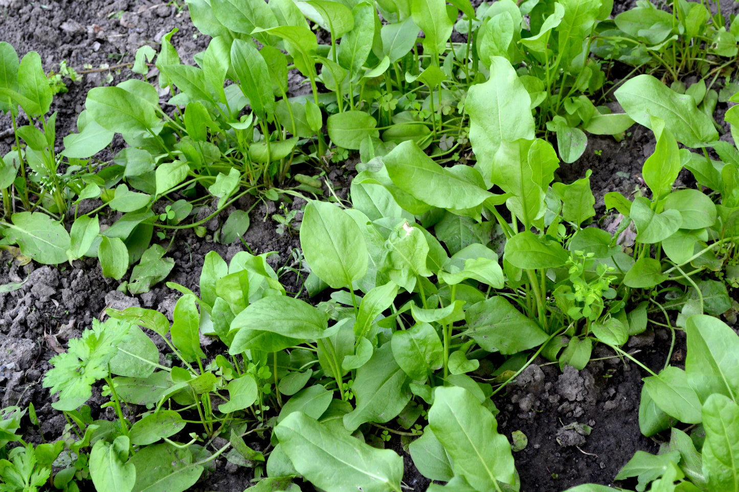 100 CURLY DOCK Yellow Dock Rumex Crispus Herb Yellow Flower Red Pod Seeds