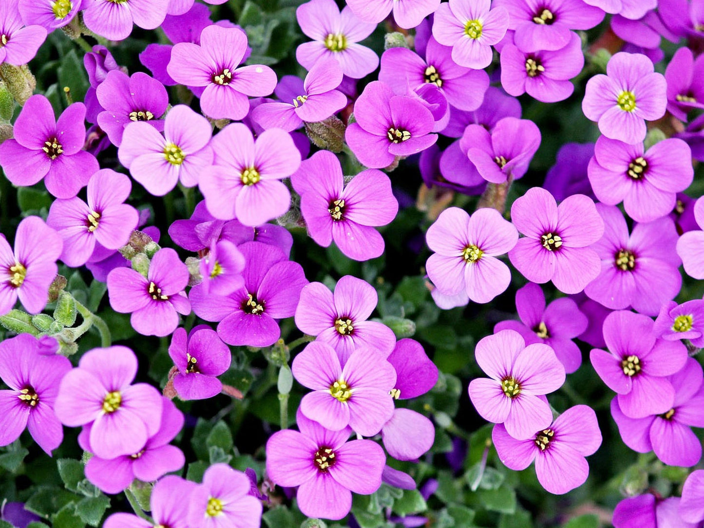 400 RAINBOW ROCKCRESS Rock Cress Large Flowered Aubrieta Cultorum Flower Seeds