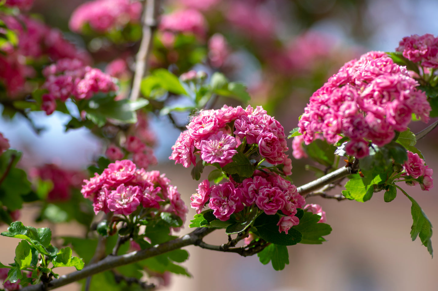 20 ENGLISH HAWTHORN TREE Edible Fruit Flower Mayflower Crataegus Laevigata Seeds