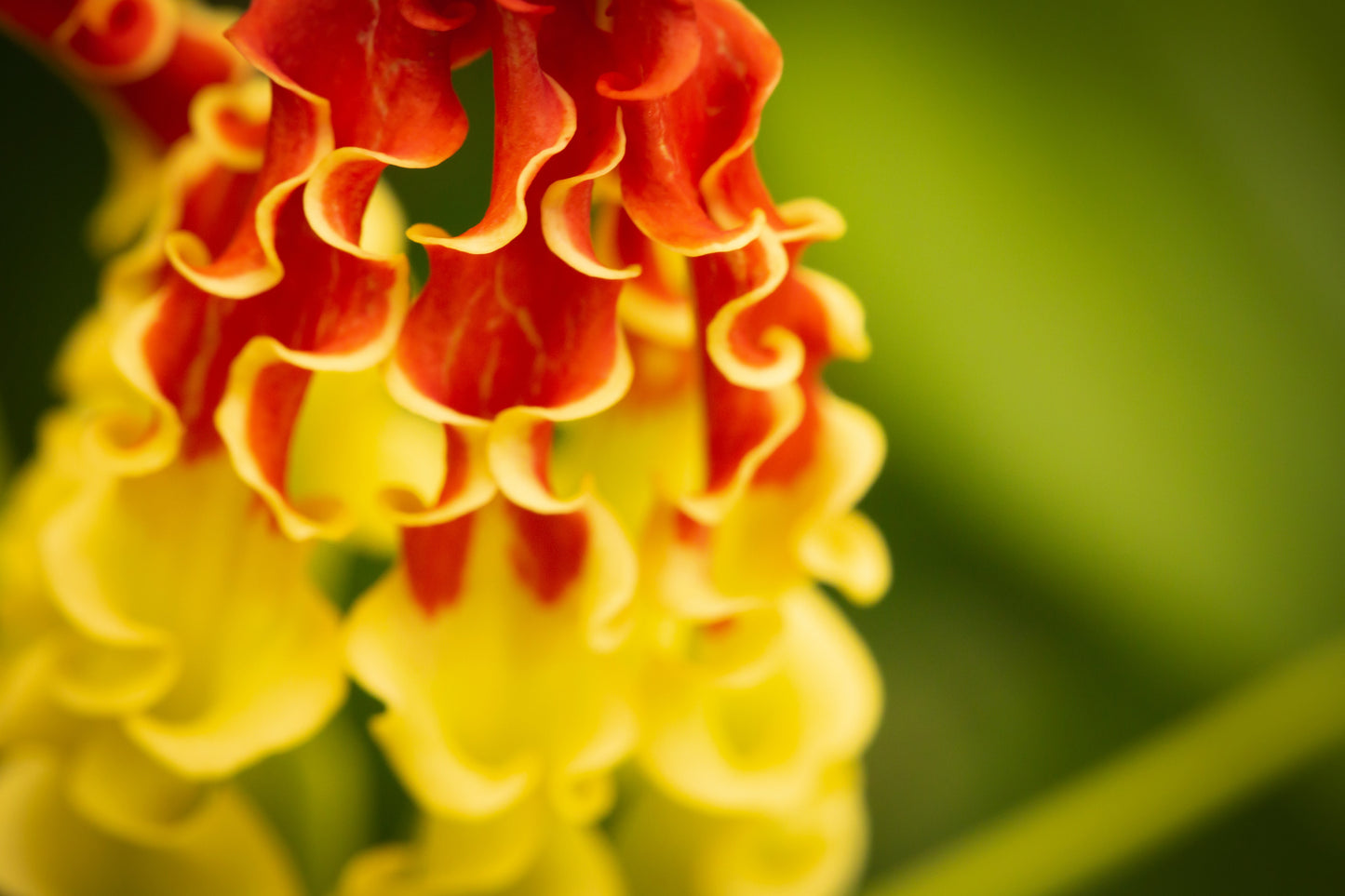 10 RED GLORIOSA LILY Flame Lily Gloriosa Superba Red & Yellow Flower Vine Seeds